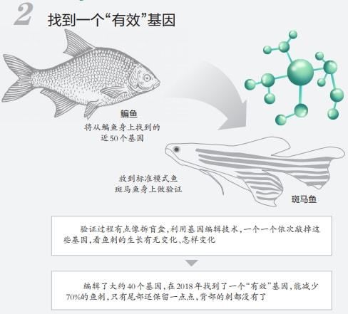 蝶翼斑马鱼（养殖蝶翼斑马鱼需要注意什么？）