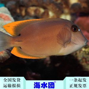 观赏鱼海鱼好养吗视频（海鱼观赏鱼的饲养技术） 白子银版鱼 第1张