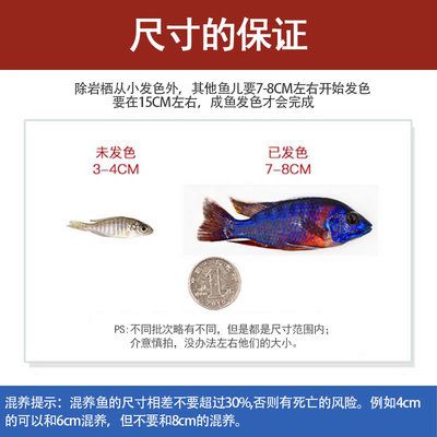 观赏鱼海鱼好养吗视频（海鱼观赏鱼的饲养技术） 白子银版鱼 第4张