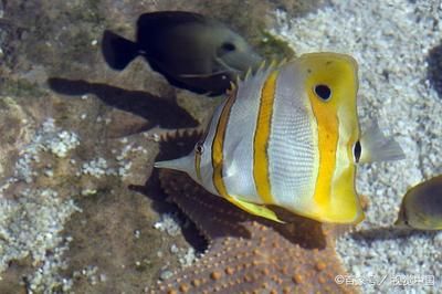 大型海水观赏鱼（大型海水观赏鱼的饲养技巧） 七彩神仙鱼 第4张