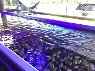 海水观赏鱼店挣钱吗（水族店经营秘籍） 女王大帆鱼 第3张