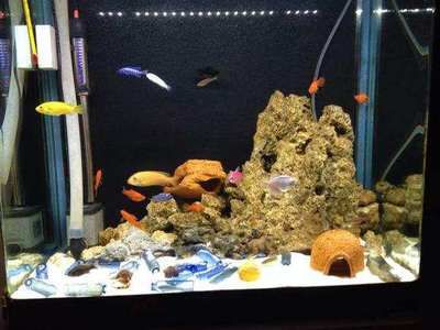 海水观赏鱼店挣钱吗（水族店经营秘籍） 女王大帆鱼 第4张