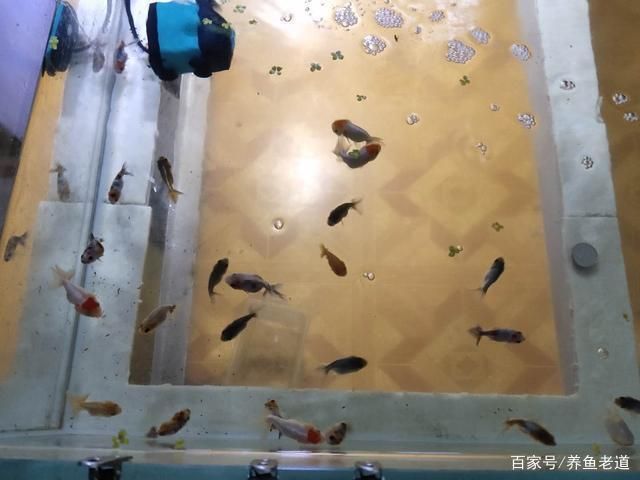 观赏鱼互动性（如何提高观赏鱼互动性） 一方水族 第1张