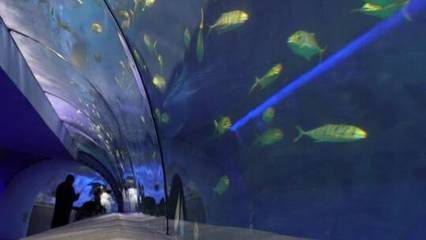 观赏鱼水族馆设计图案简单（观赏鱼水族馆的设计图案）