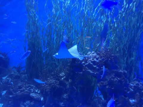 观赏鱼水族馆设计图案简单（观赏鱼水族馆的设计图案） 孵化器 第4张