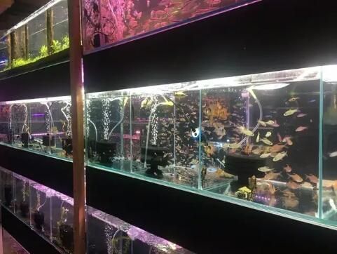 观赏鱼商店（如何开设一家成功的观赏鱼商店） 水族维护服务（上门） 第1张