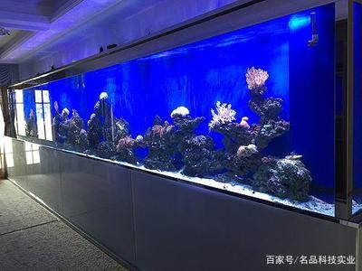 观赏鱼商店（如何开设一家成功的观赏鱼商店） 水族维护服务（上门） 第3张