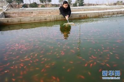 观赏鱼趋势（全球观赏鱼市场规模将继续扩大观赏鱼市场的发展趋势） 创宁水族 第1张