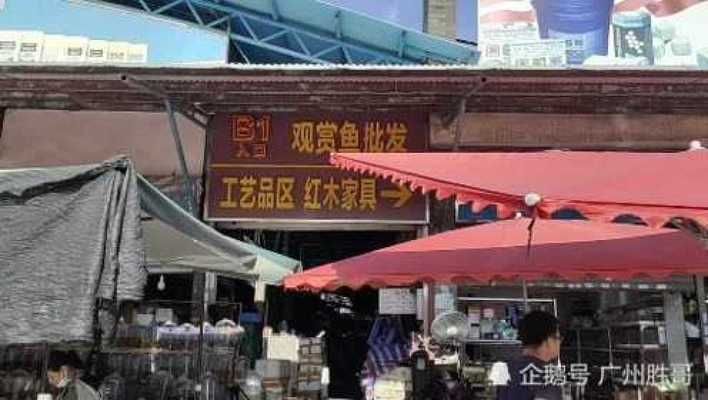 观赏鱼实体店便宜还是淘宝便宜（观赏鱼实体店购物技巧） 眼斑鱼 第1张