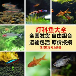 常温淡水观赏鱼怎么养（常温淡水观赏鱼的种类和饲养方法） 观赏鱼鱼苗 第3张