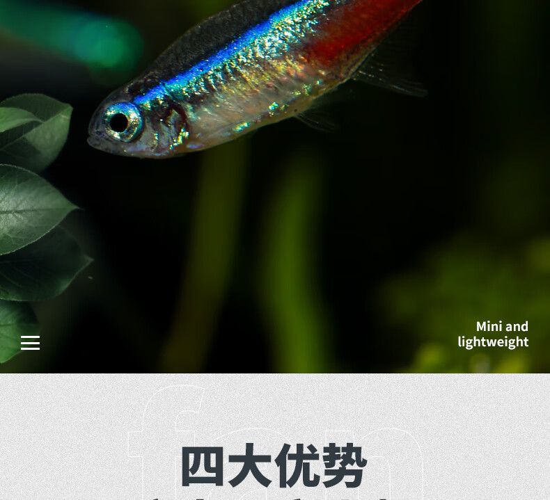 观赏鱼群鱼有哪些（观赏鱼的种类及名称大全） 鱼缸等水族设备 第3张