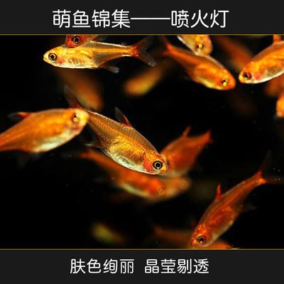 观赏鱼群鱼有哪些（观赏鱼的种类及名称大全） 鱼缸等水族设备 第1张