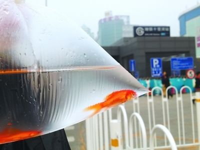 地铁可以带观赏鱼吗（地铁可以带观赏鱼吗？） 水族问答 第3张