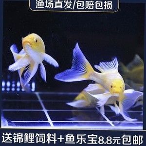 大型冷水观赏鱼排行榜（大型冷水观赏鱼排行榜主要包括以下几个品种） 养鱼的好处 第1张