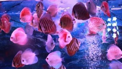 观赏鱼水族馆怎么样（武汉欧升水族馆安卓版网友评价水族馆安卓版网友评价） 黑白双星鱼 第3张