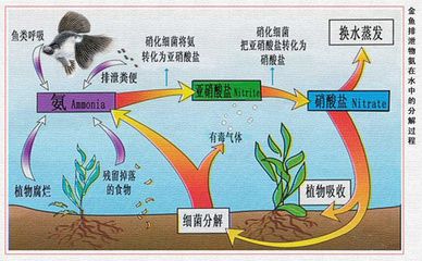 no1硝化细菌为什么这么便宜（no1硝化细菌为什么这么便宜硝化细菌产品及价格信息）