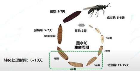 黑水虻哪里回收（黑水虻回收和利用有望成为一个重要的产业方向） 圣菲埃及鱼 第1张