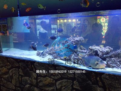 海水观赏鱼店（和顺海水观赏鱼店） iwish爱唯希品牌鱼缸 第4张