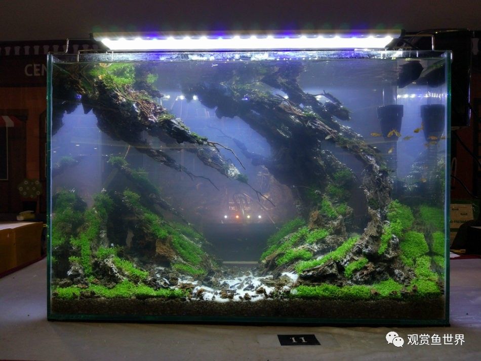 观赏鱼的店铺名字怎么起的（大型观赏鱼店铺起名技巧） 全国水族馆企业名录 第3张