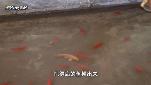 观赏鱼的鱼鳞炸毛了怎么回事（观赏鱼疾病防治全攻略观赏鱼疾病防治全攻略） 观赏鱼进出口 第3张