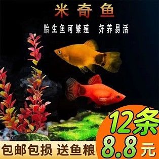 海鱼观赏鱼怎么样繁殖（海鱼观赏鱼的人工繁殖技术） 祥龙鱼场其他产品 第1张