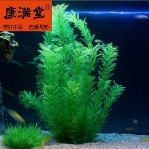 草金鱼缸布景图（草金鱼缸造景技巧） 泰庞海莲鱼 第4张