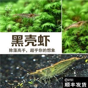 观赏鱼观赏虾观赏龟（观赏鱼、虾、龟的饲养技巧） 鱼缸清洁用具 第3张