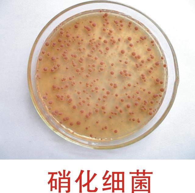 bw硝化细菌（bw硝化细菌使用时需要注意以下几点） 黄金达摩鱼 第2张