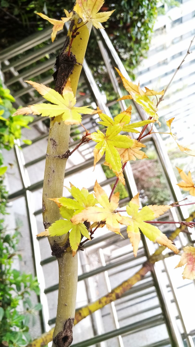 怀庆今日有雨，山阳城雨幕中！（kacepir评论：说的都不好意思了）