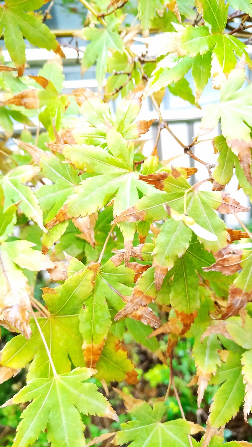 怀庆今日有雨，山阳城雨幕中！（kacepir评论：说的都不好意思了） 观赏鱼论坛 第3张