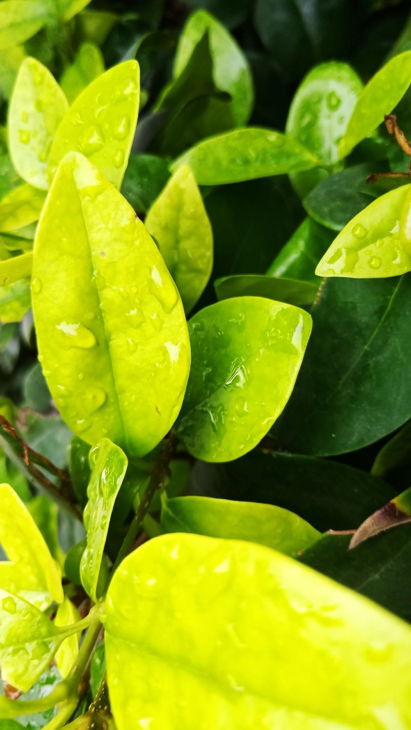 怀庆今日有雨，山阳城雨幕中！（kacepir评论：说的都不好意思了） 观赏鱼论坛 第5张