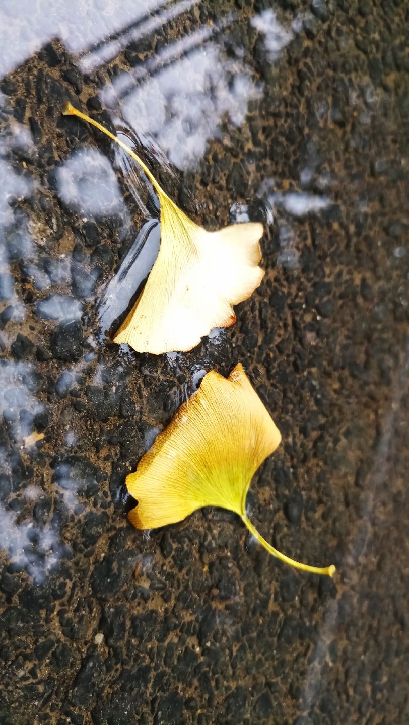 怀庆今日有雨，山阳城雨幕中！（kacepir评论：说的都不好意思了） 观赏鱼论坛 第6张