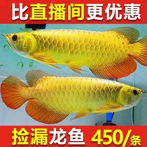 10cm金龙鱼鱼苗价格多少（10cm金龙鱼鱼苗价格） 祥龙水族滤材/器材 第2张