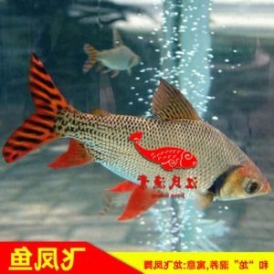 10cm金龙鱼鱼苗价格多少（10cm金龙鱼鱼苗价格） 祥龙水族滤材/器材 第3张