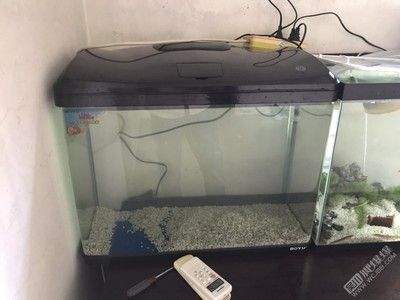 12米鱼缸养龙鱼好吗（1.2米的鱼缸适合养龙鱼吗） 祥龙水族滤材/器材 第3张