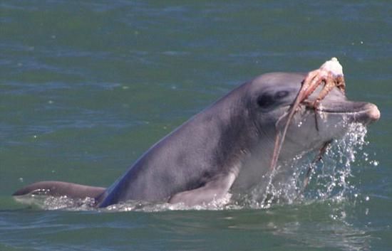 海豚消化系统拍摄（关于海豚消化系统拍摄） 祥龙水族滤材/器材 第1张