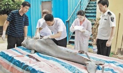 海豚消化系统拍摄（关于海豚消化系统拍摄） 祥龙水族滤材/器材 第3张