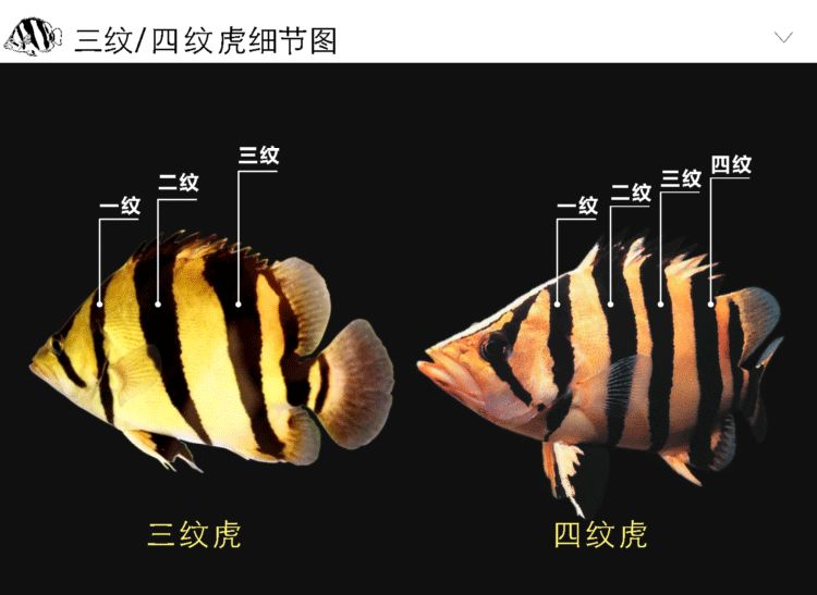 15厘米红龙鱼好养吗（15厘米的红龙鱼饲养方法全攻略饲养方法全攻略） 祥龙水族滤材/器材 第3张