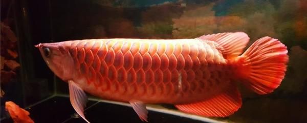 15公分左右红龙鱼能长多大呢视频（红龙鱼的成长潜力） 祥龙水族滤材/器材 第1张