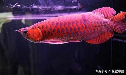 16公分的龙鱼怎样喂食视频教程（16公分龙鱼喂食教程） 祥龙水族滤材/器材 第3张