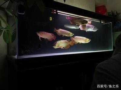 1米缸养龙鱼成功率高吗（1米的缸能养龙鱼吗） 祥龙水族滤材/器材 第2张