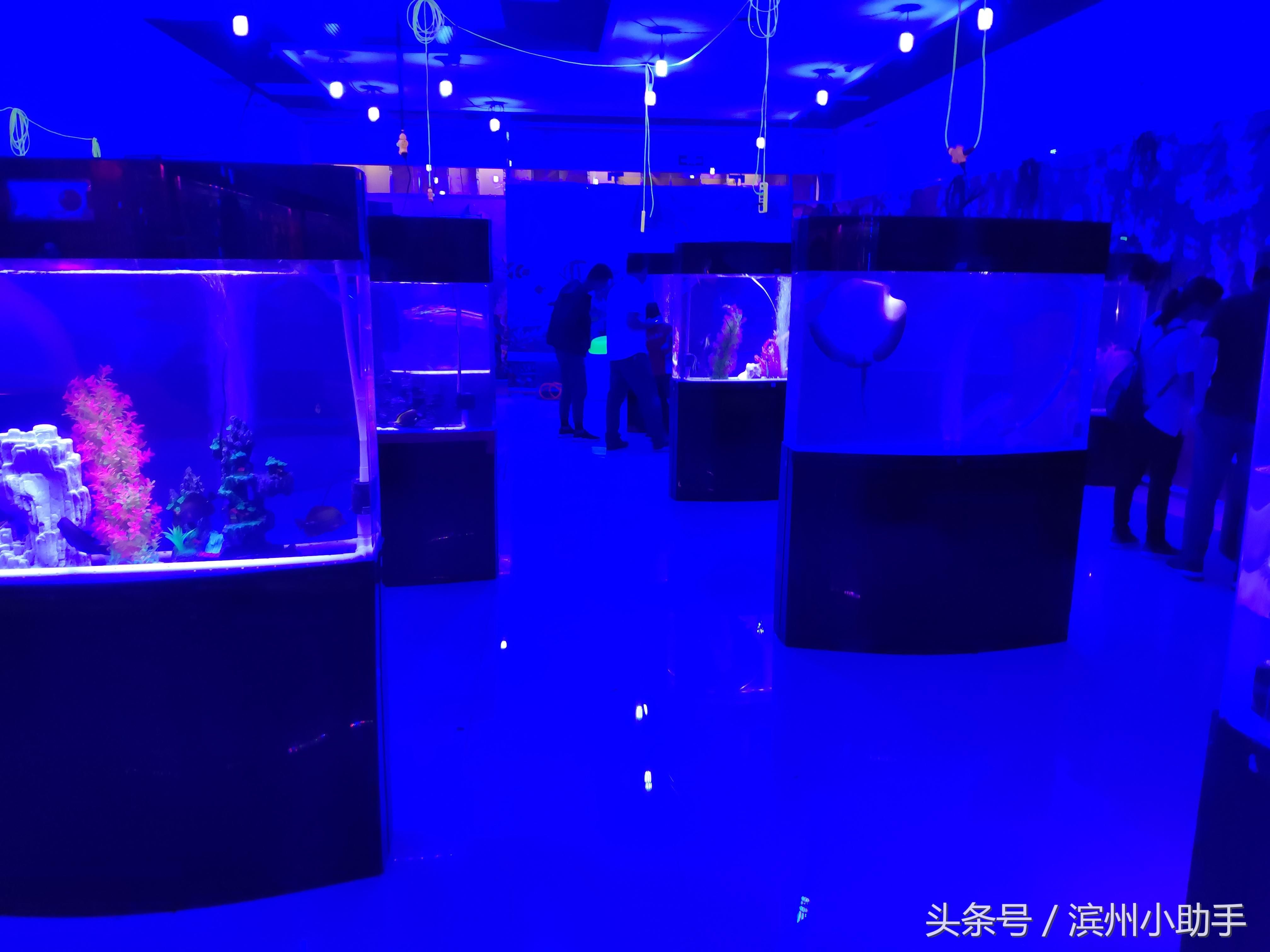 海豚鱼缸（海豚鱼缸养殖注意事项） 祥龙水族滤材/器材 第2张