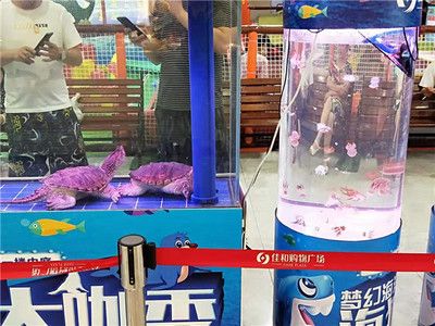 海豚鱼缸（海豚鱼缸养殖注意事项） 祥龙水族滤材/器材 第3张