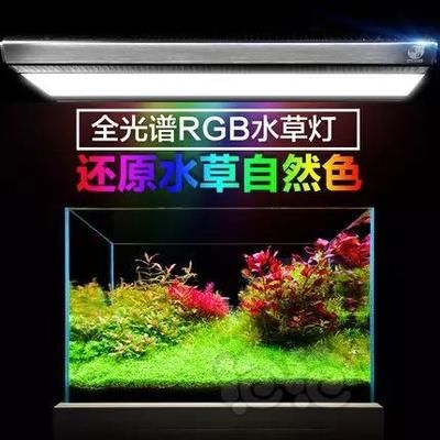 疯狂石头rgb水草灯怎么样（用户对疯狂石头rgb水草灯的评价褒贬不一用户建议详细了解）