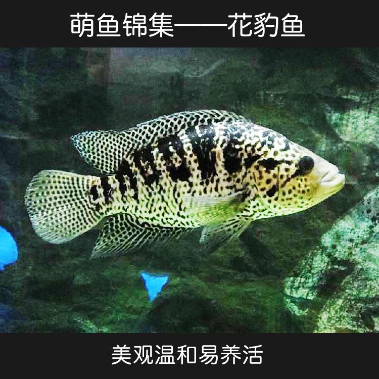 18厘米龙鱼喂什么（18厘米大小的龙鱼应该怎么养） 祥龙水族滤材/器材 第3张