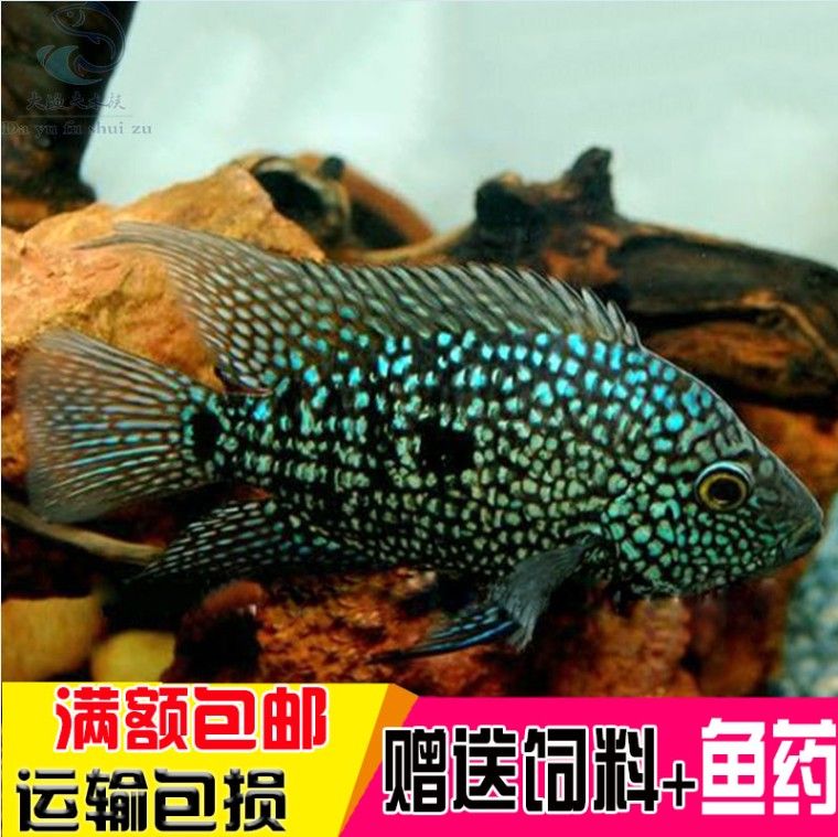 18厘米龙鱼喂什么（18厘米大小的龙鱼应该怎么养） 祥龙水族滤材/器材 第1张