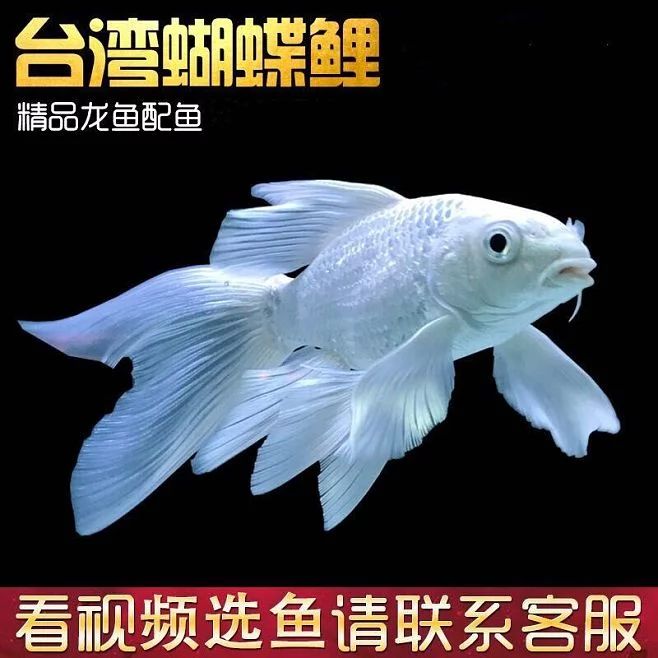 《龙鱼专刊》内容简介（《龙鱼专刊》第八期《龙鱼专刊》内容简介）