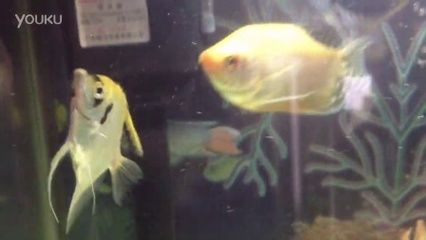 斗鱼曼龙（斗鱼和曼龙可以一起混养但需要注意以下几点） 祥龙水族滤材/器材 第3张