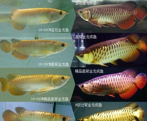 1.8金龙鱼多少钱（1.8升金龙鱼价格） 祥龙水族滤材/器材 第2张