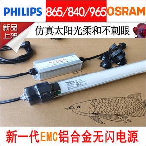 什么鱼能和雷龙鱼混养一起（混养雷龙鱼的注意事项） 水族问答